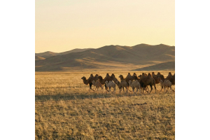 Over ons baby-kameelhaar