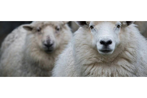 Welke wol kriebelt wel of niet?