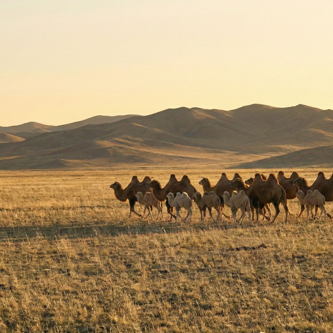 Over ons baby-kameelhaar