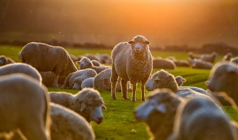 Wol is een circulaire vezel. 100% natuurlijk, hernieuwbaar en biologisch afbreekbaar.